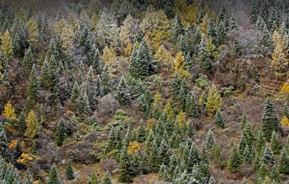 Картинка иней, осень, лес, Китай