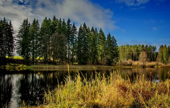 Nature, autum colors, landscape background, november 2023