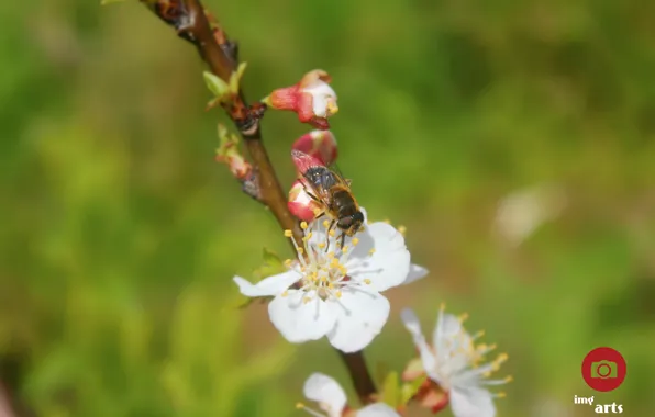 Green, flower, nature, fly, bee