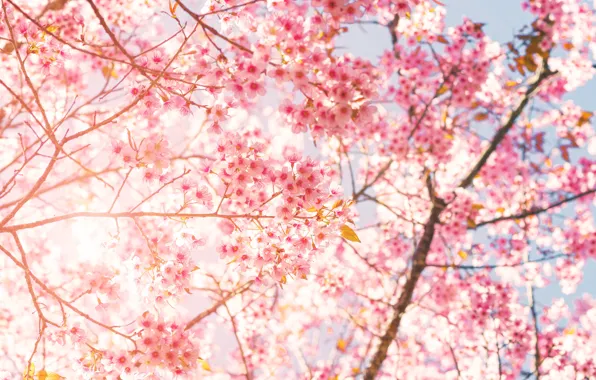 Цветы, природа, дерево, Сакура, цветение