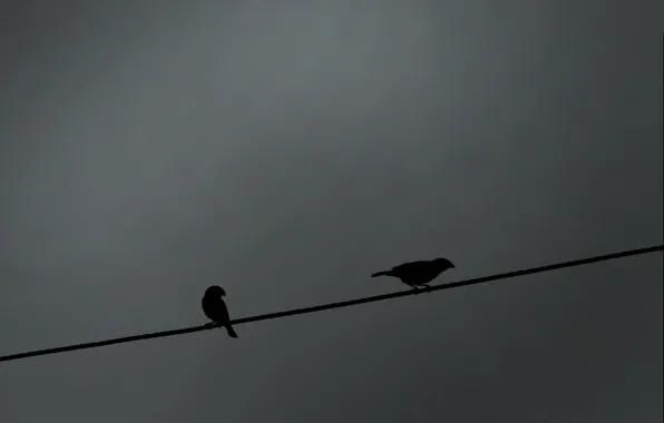 Провод, Птицы, Силуэт, Тень, Bird, Воробьи