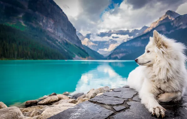 Картинка озеро, гора, собака, white, landscape, dog, mountains, lake