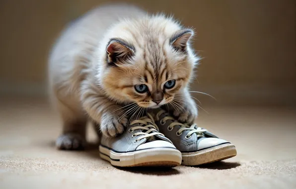 Кошка, взгляд, поза, котенок, игра, обувь, кеды, лапки