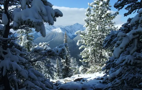 Картинка зима, снег, деревья, пейзаж, горы, природа, ели, Канада