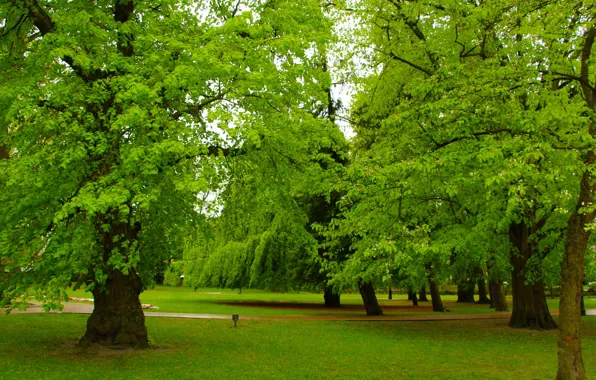 Green, road, park, tree, branch, shade, People in nature, natural landscape