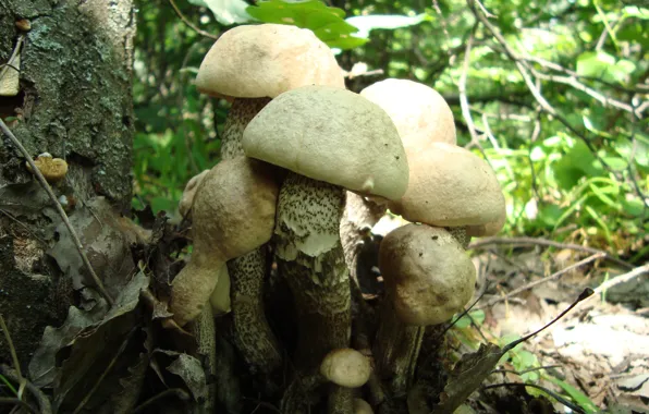 Лес, грибы, семейка, поход за грибами