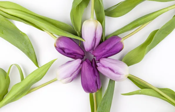Цветы, фиолетовые, тюльпаны, flowers, beautiful, tulips, spring, purple