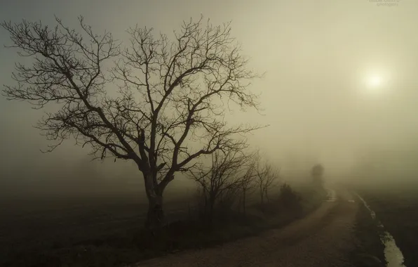 Картинка дорога, пейзаж, ночь, туман