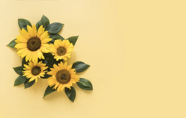 Картинка подсолнухи, желтый, фон, yellow, beautiful, sunflowers
