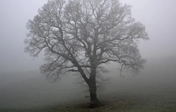 Поле, туман, дерево
