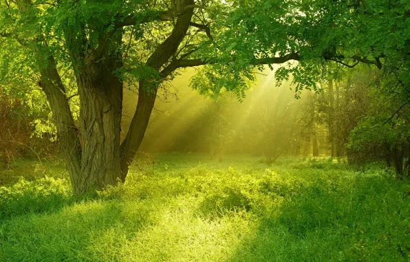 Картинка лето, трава, свет, дерево
