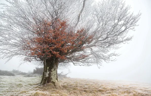 Иней, туман, дерево