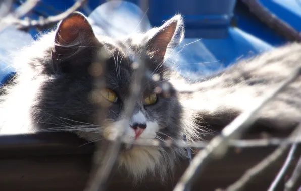 Кот, красиво, который живет на крыше