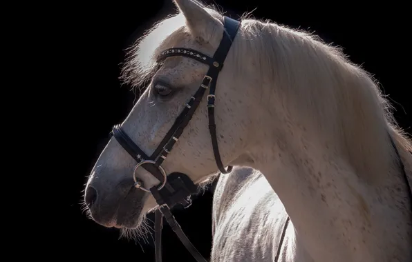 Картинка морда, свет, серый, конь, лошадь, контраст, грива, профиль