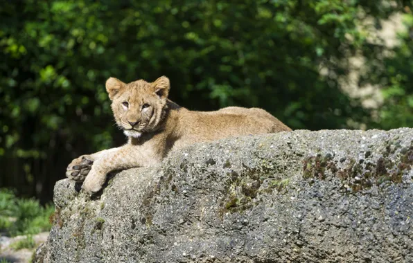 Картинка кошка, отдых, камень, лев, детёныш, котёнок, львёнок, ©Tambako The Jaguar