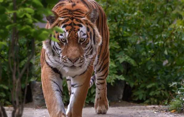 Картинка взгляд, тигр, дикая кошка, Олег Богданов