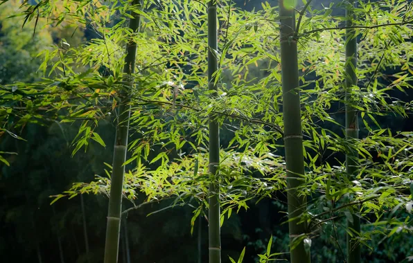 Зелень, лес, бамбук