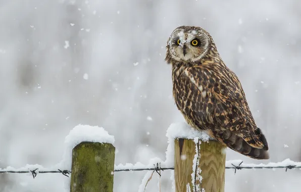Зима, снег, птица, Болотная сова