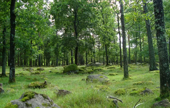 Картинка лес, трава, деревья, камни
