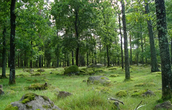 Лес, трава, деревья, камни