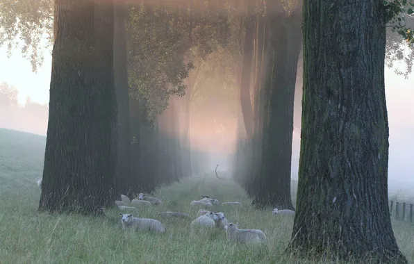 Картинка трава, деревья, туман, овцы, утро