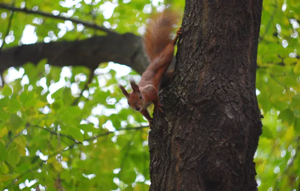 Зелень, осень, листва, рыжая, Белка, боке, squirrel