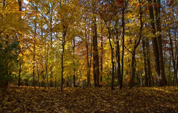 Картинка осень, лес, листья, деревья, forest, Nature, листопад, trees