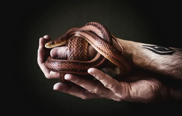 Подарок, змея, руки