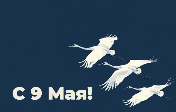 Картинка день победы, синий фон, 9 мая, птицы, цапли