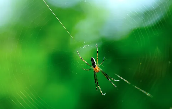 Картинка макро, природа, паутина, паук, насекомое