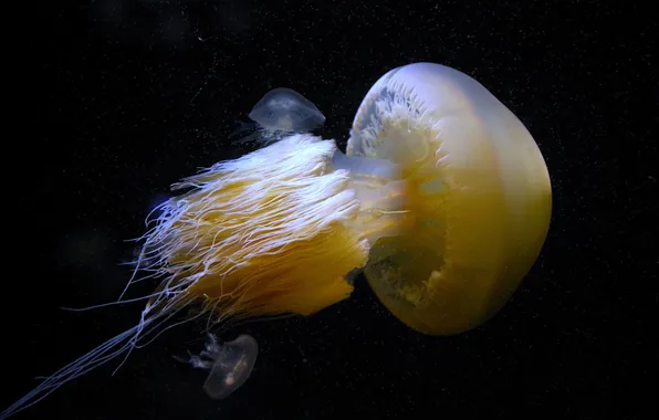 Light, sea, nature, background, animal, fish, jellyfish, isolated