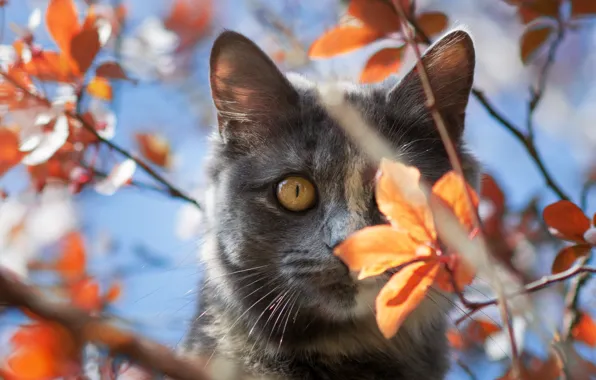 Осень, кошка, кот, взгляд, листья, свет, ветки, поза