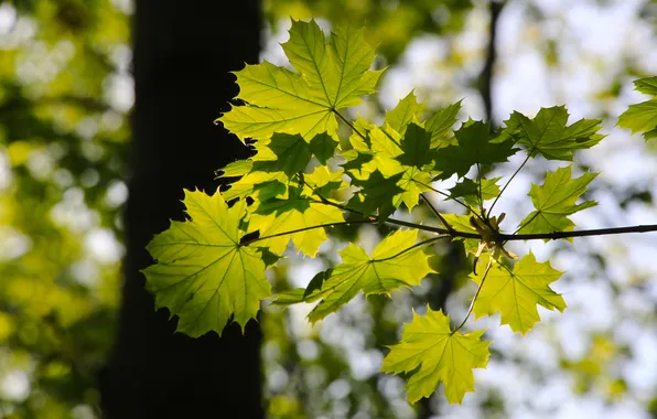 Forest, trees, park, leafs