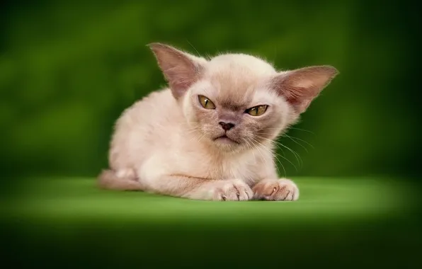 Картинка кошка, злая, Little demon