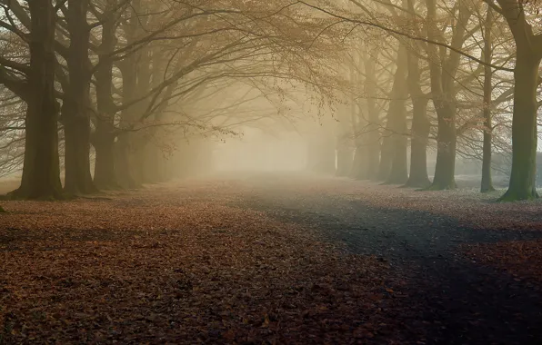 Картинка осень, деревья, природа, туман, утро, сухая листва