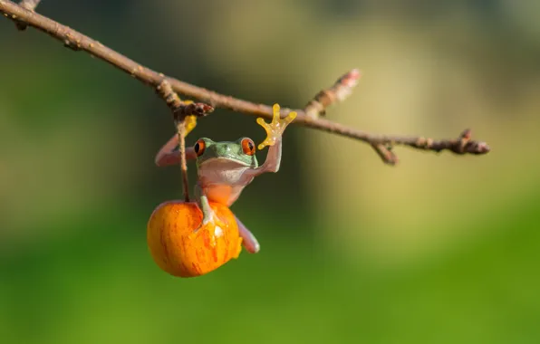 Яблоко, лягушка, red eye tree frog