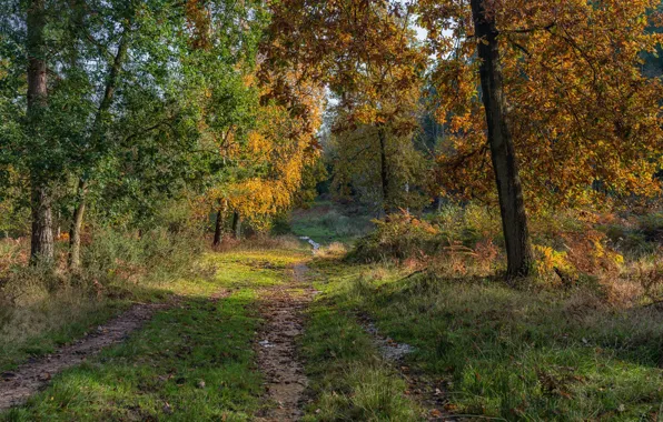 Дорога, осень, лес, деревья, Англия, Stratford-on-Avon District