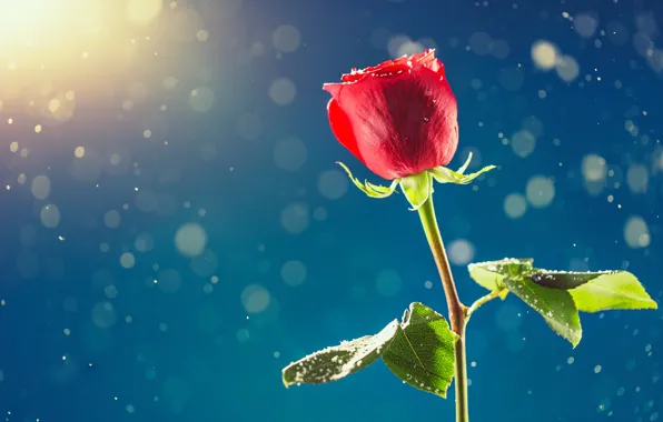 Снег, роза, день влюбленных, февраль, День Валентина