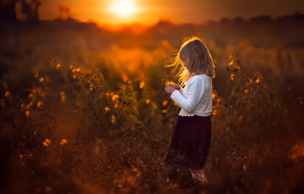 Картинка поле, солнце, закат, девочка, цветочки