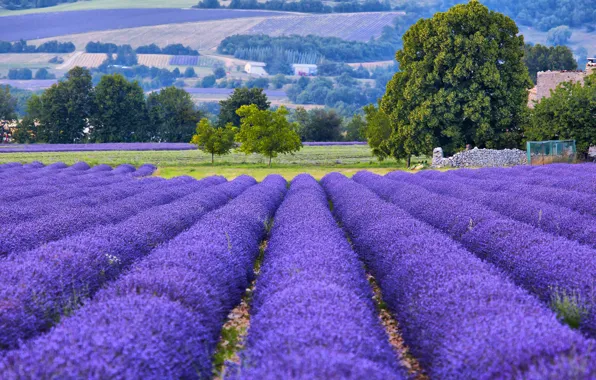 Картинка деревья, Франция, поля, лаванда, боке, Provence