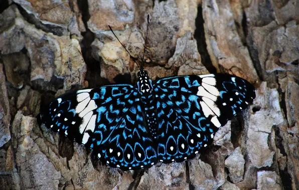 Насекомое, крупным планом, кора дерева, Макро • Бабочка • Macro • Butterfly