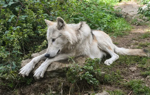 Картинка nature, snow, predator, face, animal, wolf, wildlife, portrait