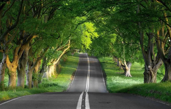 Картинка Nature, road, roads, tree