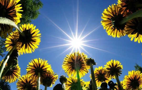 Картинка небо, солнце, одуванчик, весна, луг