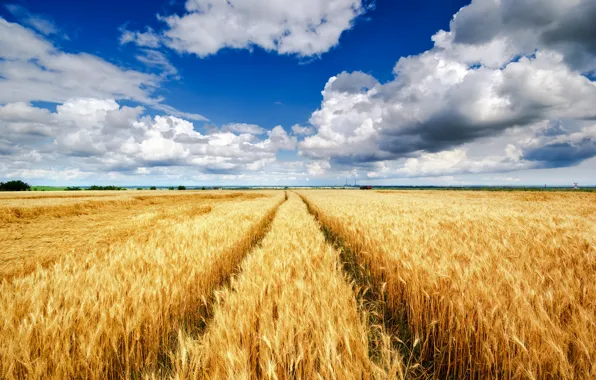 Пшеница, поле, небо, облака, пейзаж, природа