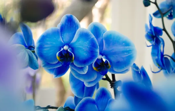 Орхидеи, экзотика, синий фаленопсис