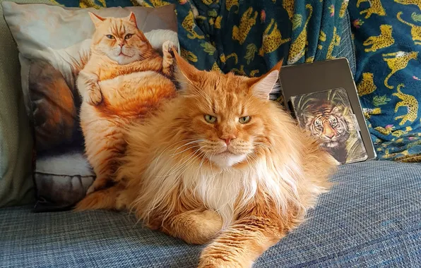 Кошка, кот, взгляд, поза, рыжий, мордашка