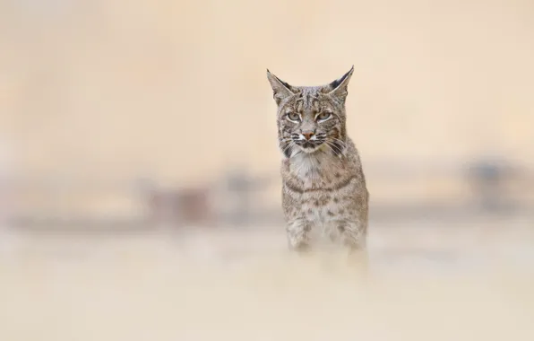 Взгляд, природа, поза, фон, портрет, рысь, дикая кошка, размытый