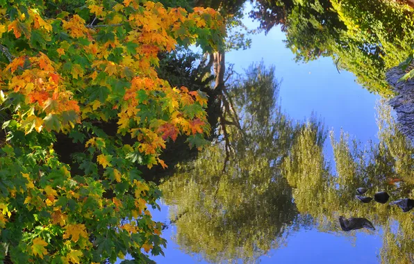 Осень, листья, озеро, пруд, отражение, клен