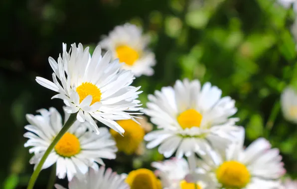 Flower, spring, daisy, blooming